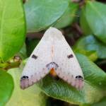 Ophiusa parcemacula (Owlet Moth / Figure Eight Moth), Alice Springs NT
