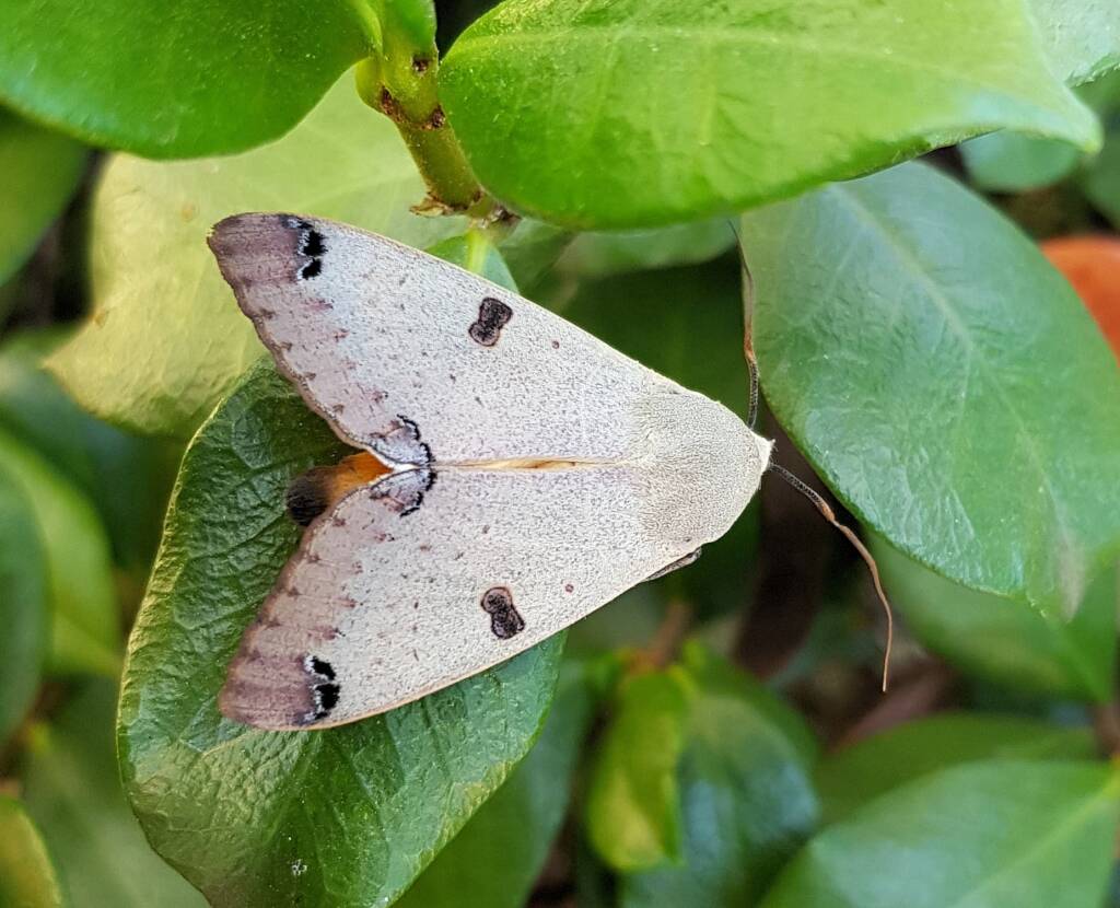 Ophiusa parcemacula (Owlet Moth / Figure Eight Moth), Alice Springs NT