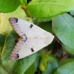 Ophiusa parcemacula (Owlet Moth / Figure Eight Moth), Alice Springs NT
