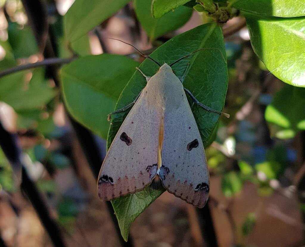 Ophiusa parcemacula (Owlet Moth / Figure Eight Moth), Alice Springs NT