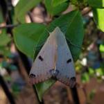 Ophiusa parcemacula (Owlet Moth / Figure Eight Moth), Alice Springs NT