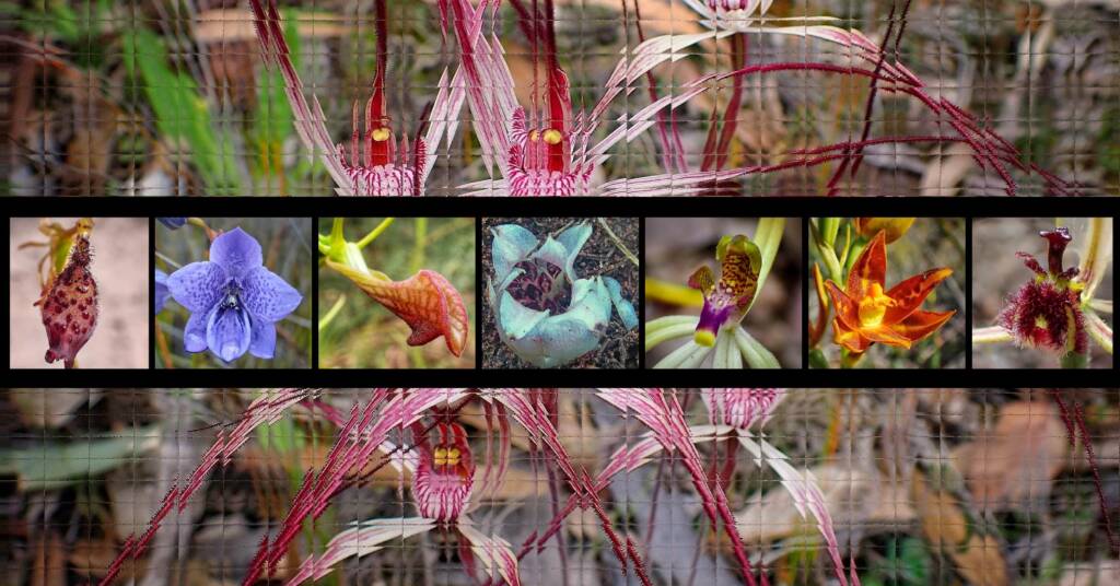 Orchids of Australia (Orchidaceae) - Ausemade filmstrip