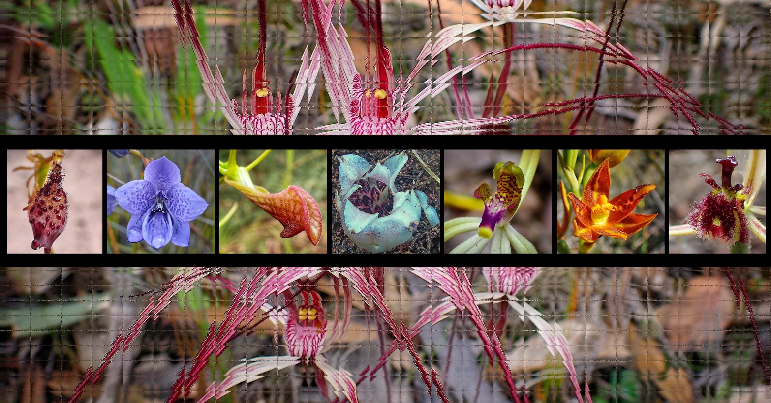 Orchids of Australia (Orchidaceae) - Ausemade filmstrip