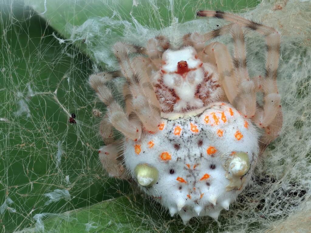Ordgarius magnificus (Magnificent Spider), Patonga NSW © Michael Doe