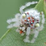 Juvenile Ordgarius magnificus (Magnificent Spider) about 5mm in size, Woy Woy Bay NSW © Michael Doe