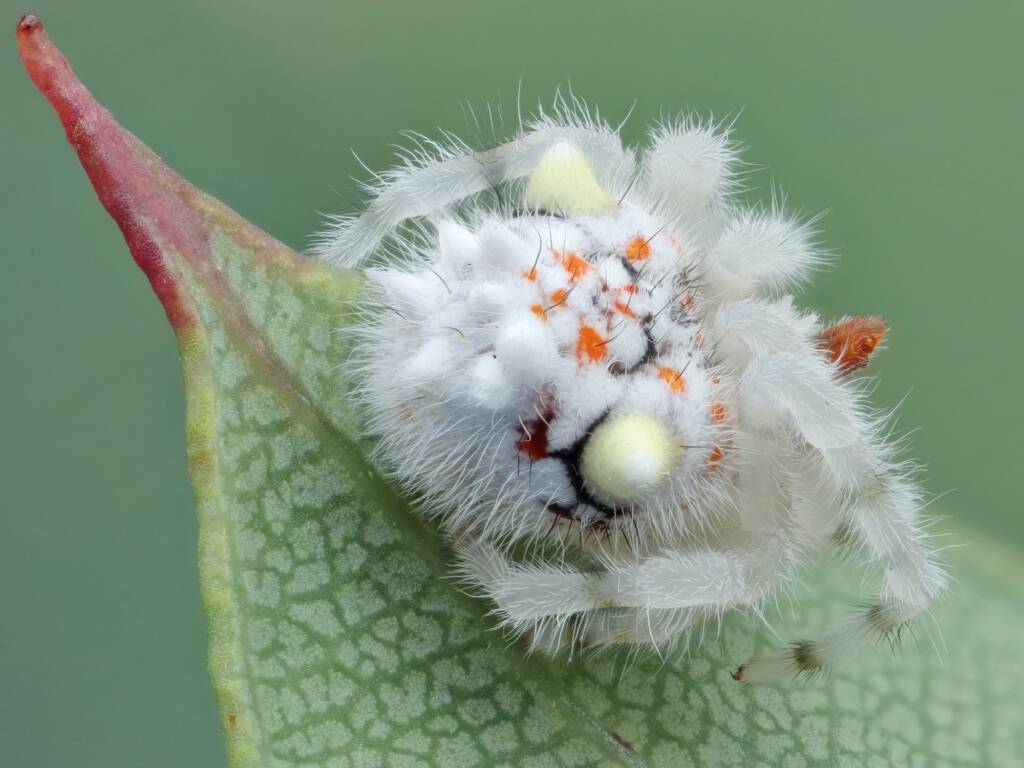 Juvenile Ordgarius magnificus (Magnificent Spider) about 5mm in size, Woy Woy Bay NSW © Michael Doe
