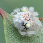 Juvenile Ordgarius magnificus (Magnificent Spider) about 5mm in size, Woy Woy Bay NSW © Michael Doe