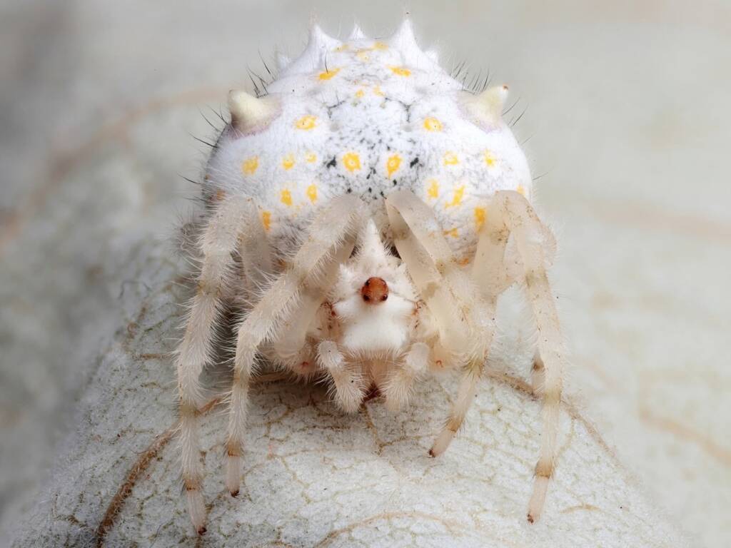 Juvenile Magnificent Spider (Ordgarius magnificus), Woy Woy Bay NSW © Michael Doe