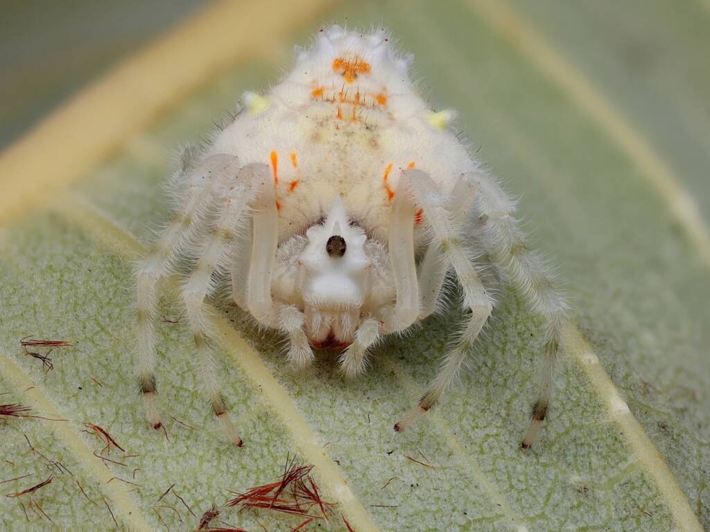 Magnificent Spider (Ordgarius magnificus), Narara NSW © Michael Doe