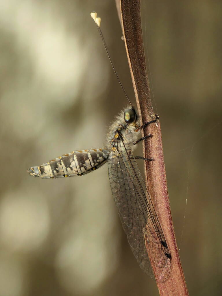 Owlfly (family Ascalaphidae), Gold Coast QLD © Stefan Jones