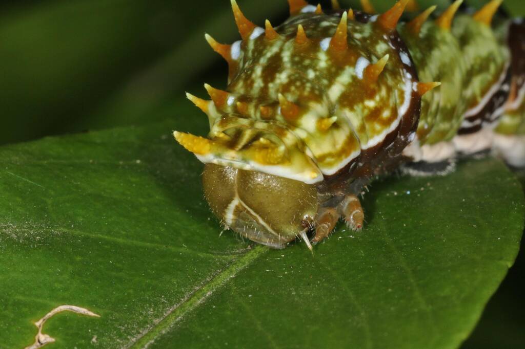 Papilio aegeus aegeus caterpillar (Orchard Butterfly), Ballandean QLD © Marc Newman