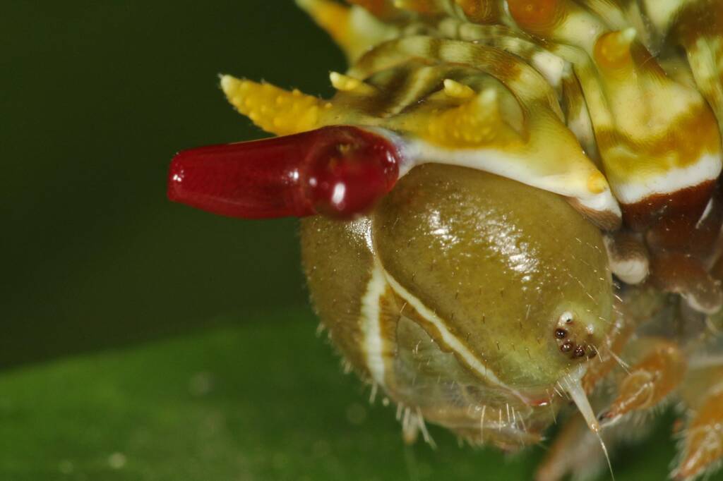 Papilio aegeus aegeus caterpillar (Orchard Butterfly), Ballandean QLD © Marc Newman