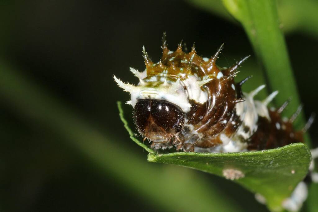 Papilio aegeus aegeus caterpillar (Orchard Butterfly), Ballandean QLD © Marc Newman