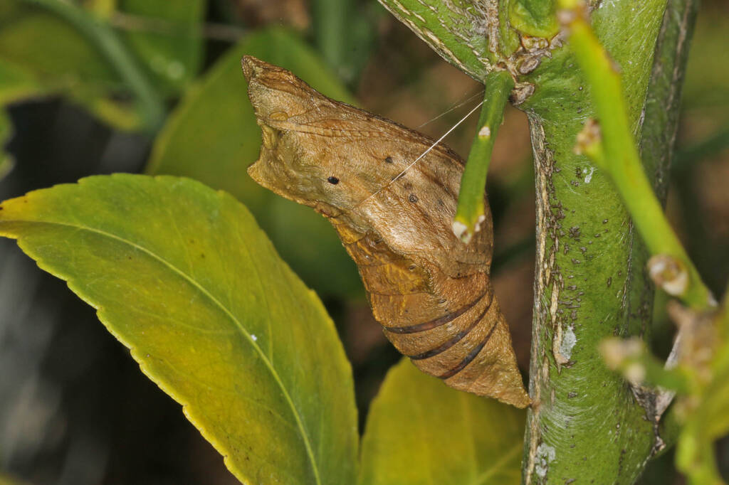 Papilio aegeus aegeus chrysalis (Orchard Butterfly), Ballandean QLD © Marc Newman