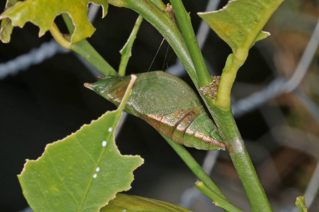 Papilio aegeus aegeus chrysalis (Orchard Butterfly), Ballandean QLD © Marc Newman
