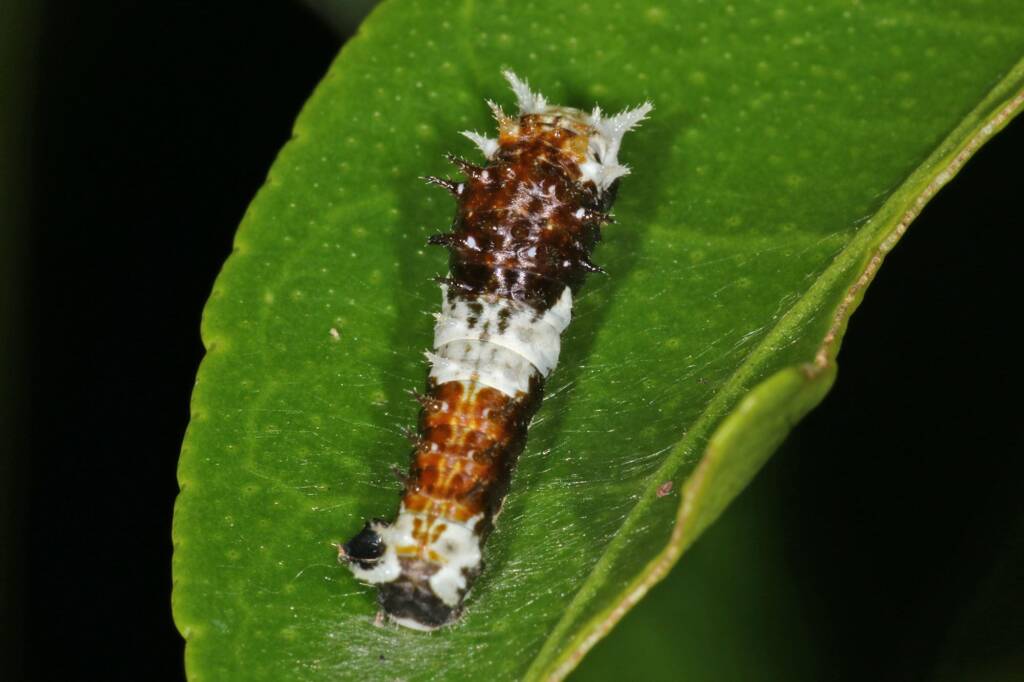 Papilio aegeus aegeus instar (Orchard Butterfly), Ballandean QLD © Marc Newman