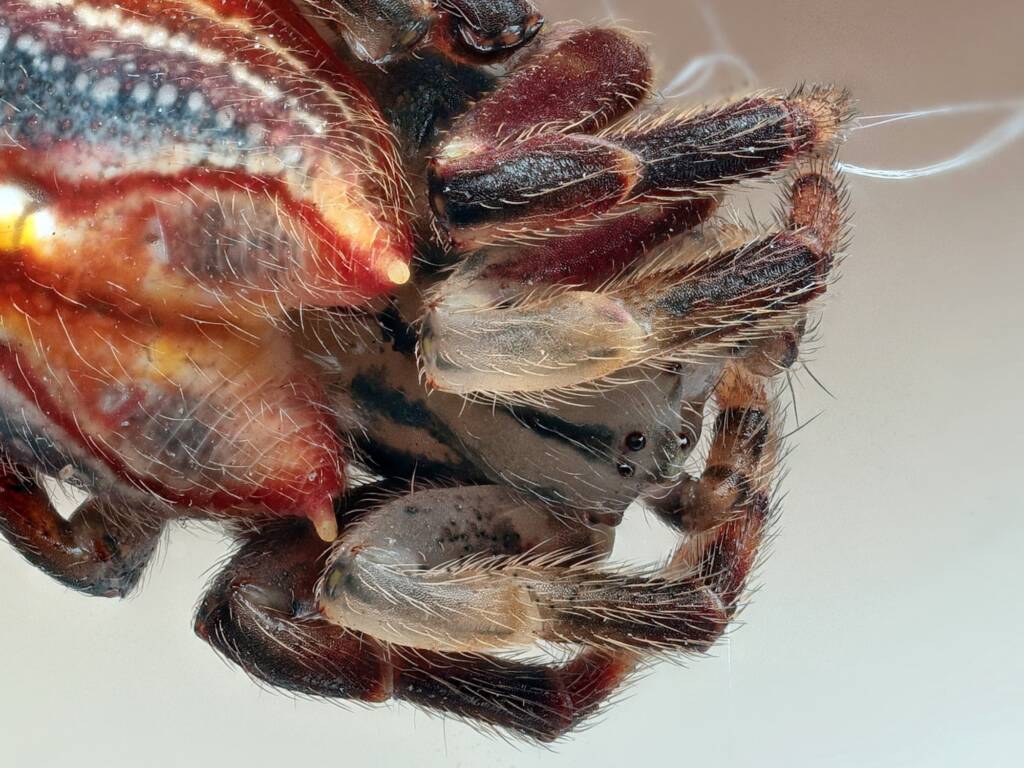 Scorpion-tailed Spider (Arachnura higginsi), Newcastle NSW © Michael Doe