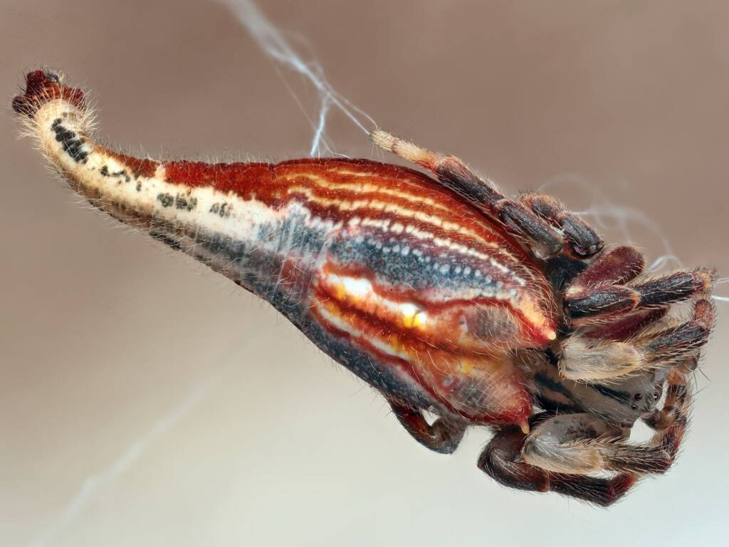 Scorpion-tailed Spider (Arachnura higginsi), Newcastle NSW © Michael Doe
