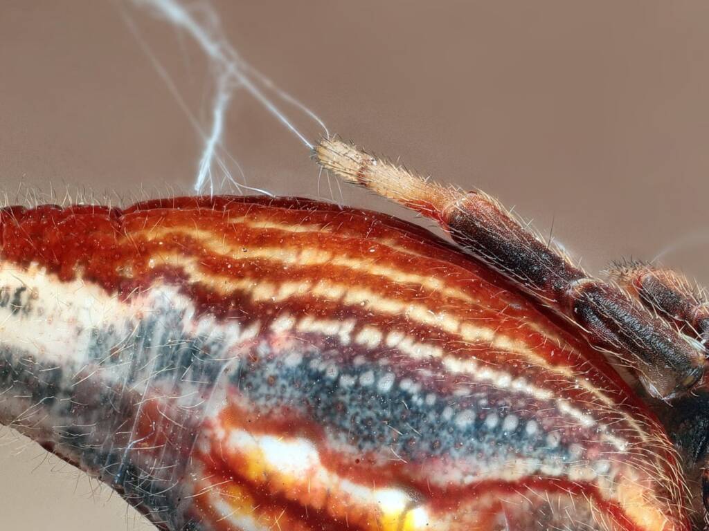 Scorpion-tailed Spider (Arachnura higginsi), Newcastle NSW © Michael Doe
