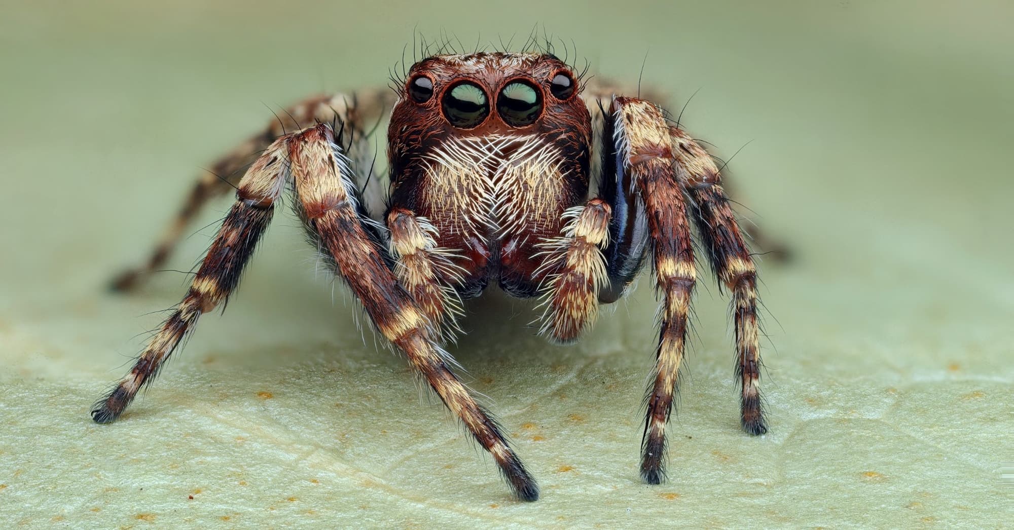 Shaggy Servaea (Servaea villosa), Woy Woy Bay NSW © Michael Doe