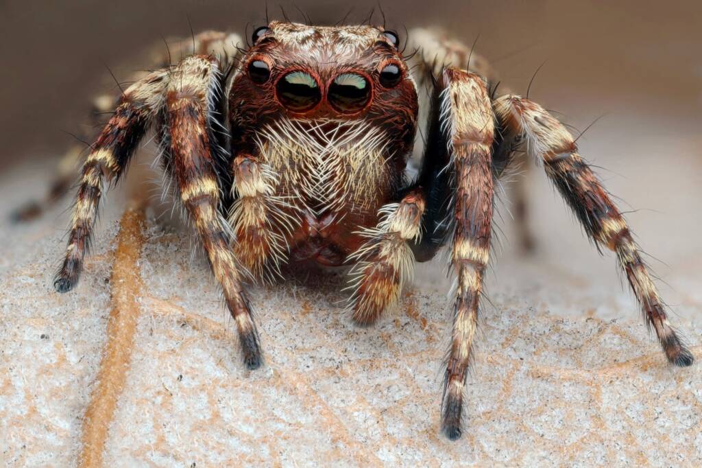 Male Shaggy Servaea (Servaea villosa), Woy Woy Bay NSW © Michael Doe