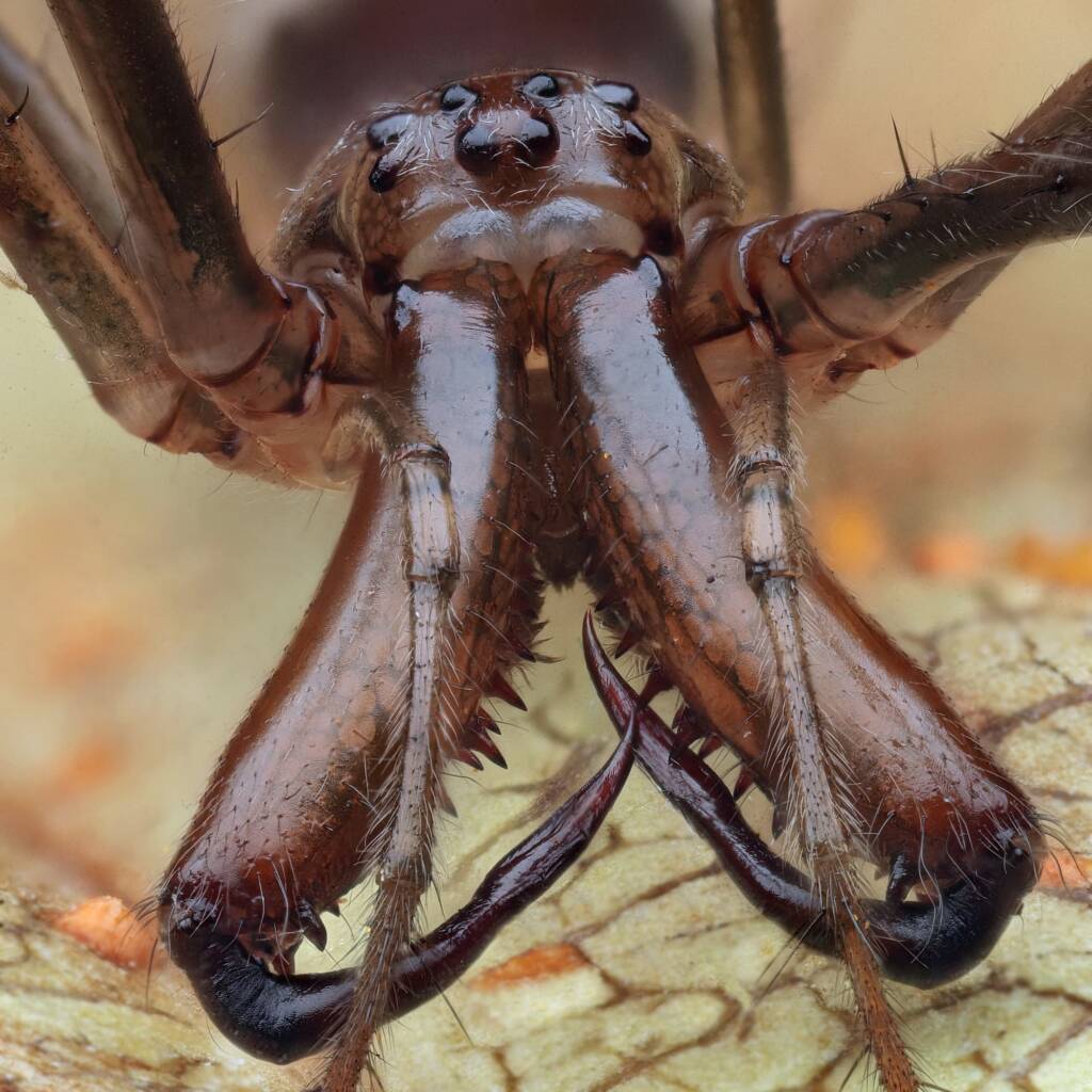 Shining Long-jawed Spider (Tetragnatha nitens), Woy Woy Bay NSW © Michael Doe