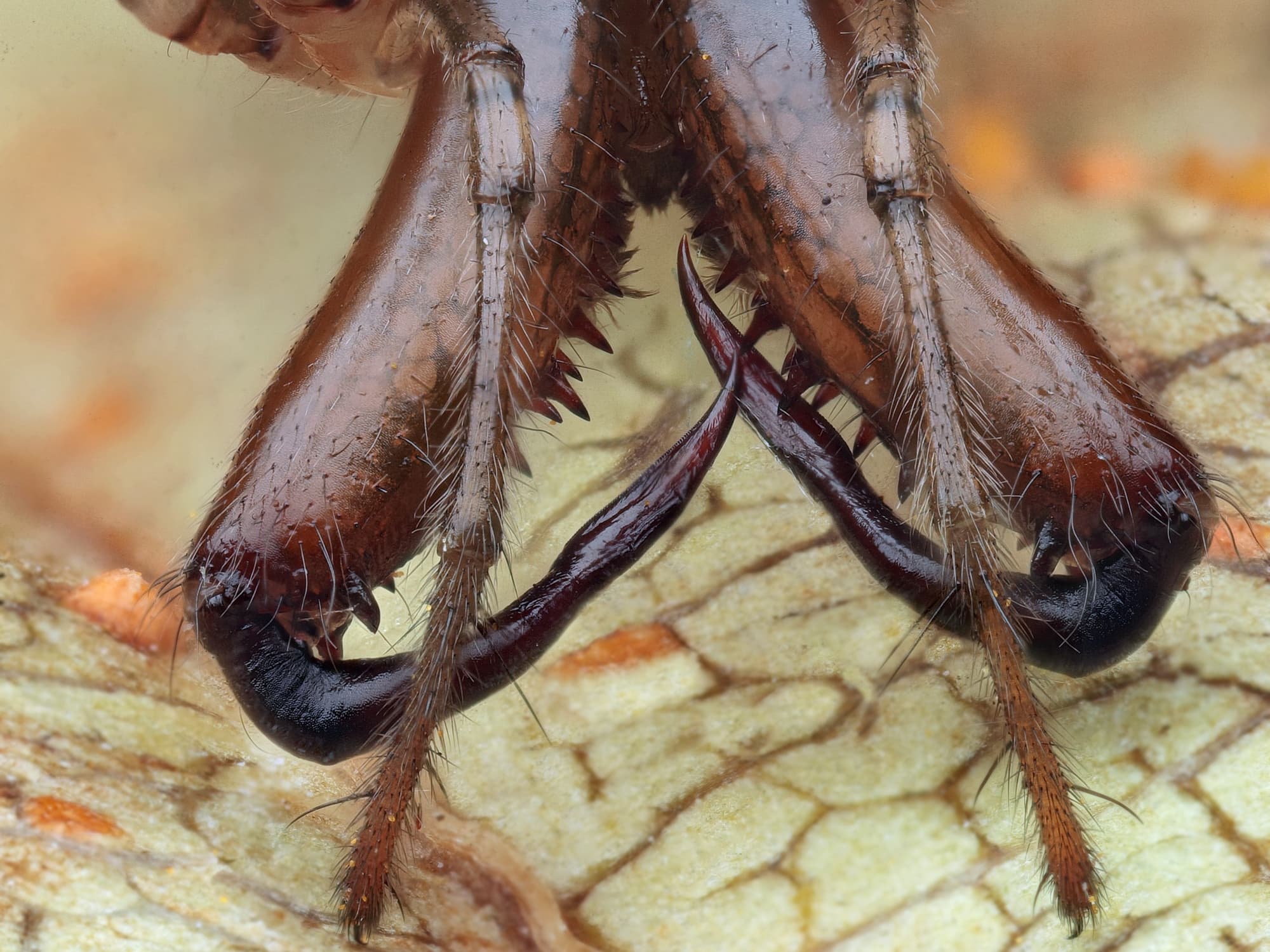 Shining Long-jawed Spider (Tetragnatha nitens), Woy Woy Bay NSW © Michael Doe
