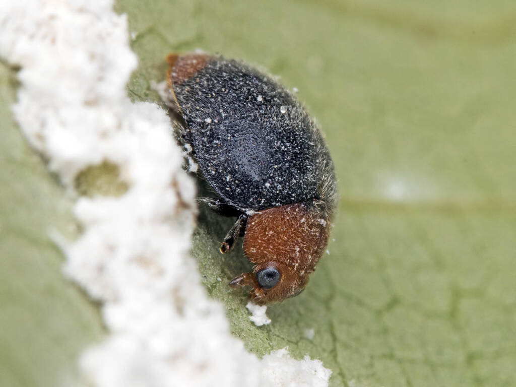 Singular black Lady beetle (Tribe: Coccidulini), Author A N Suresh Kumar, licensed under the Creative Commons Attribution 2.0 Generic license, Wikipedia