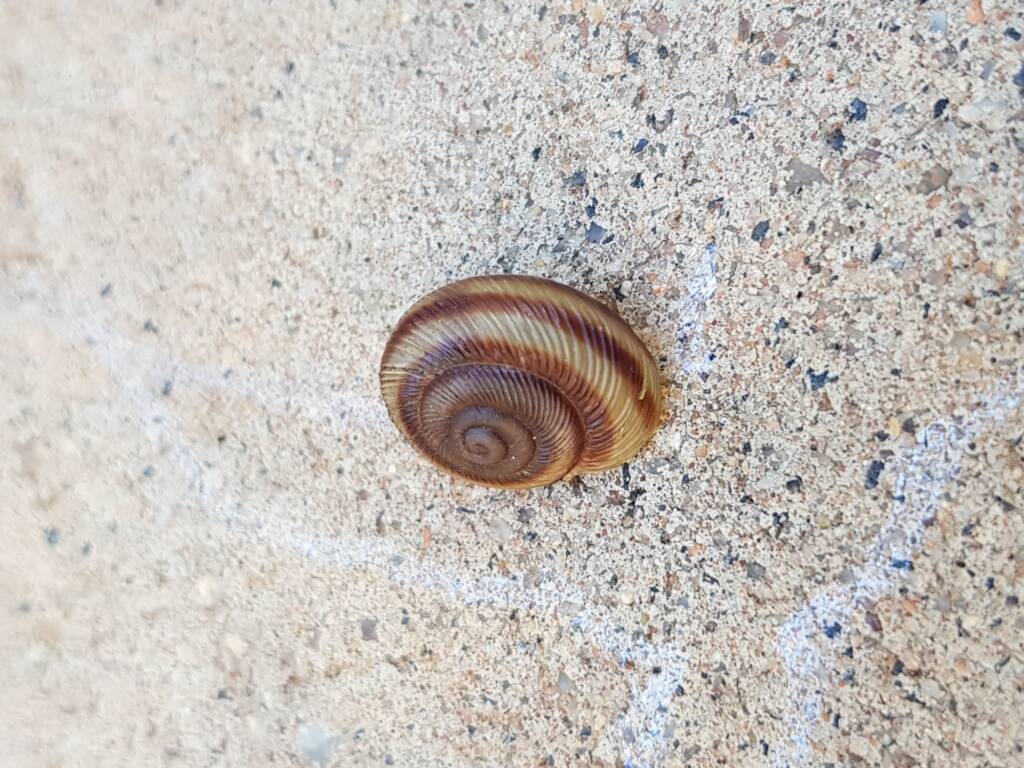Granulomelon adcockianum (Land Snail), Alice Springs NT