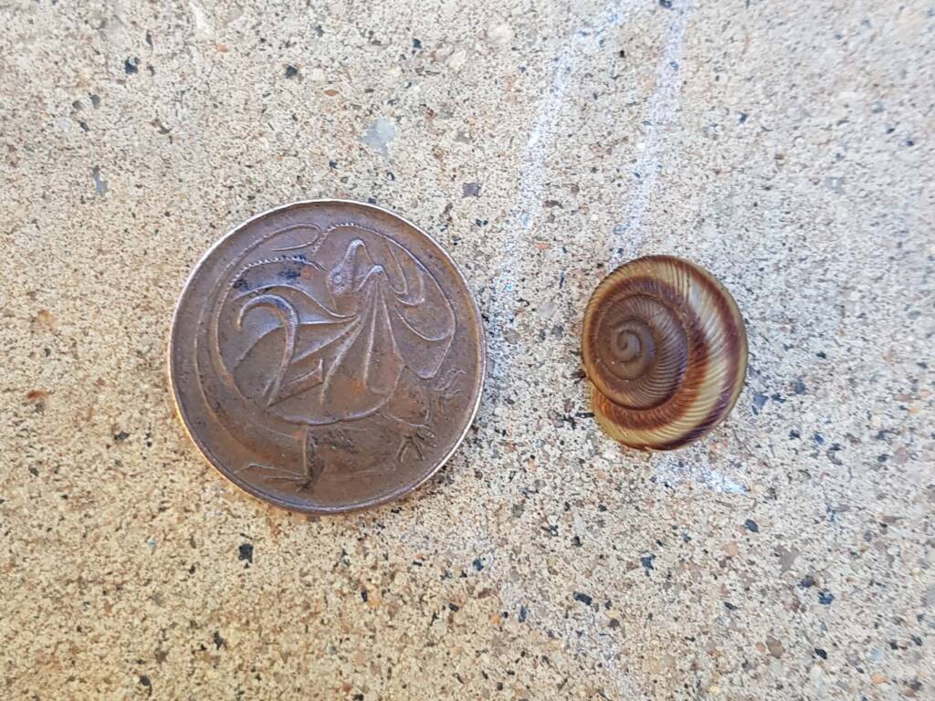 Granulomelon adcockianum (Land Snail), Alice Springs NT