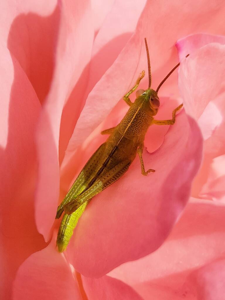 Spur-throated Locust (Austracris guttulosa), Alice Springs NT
