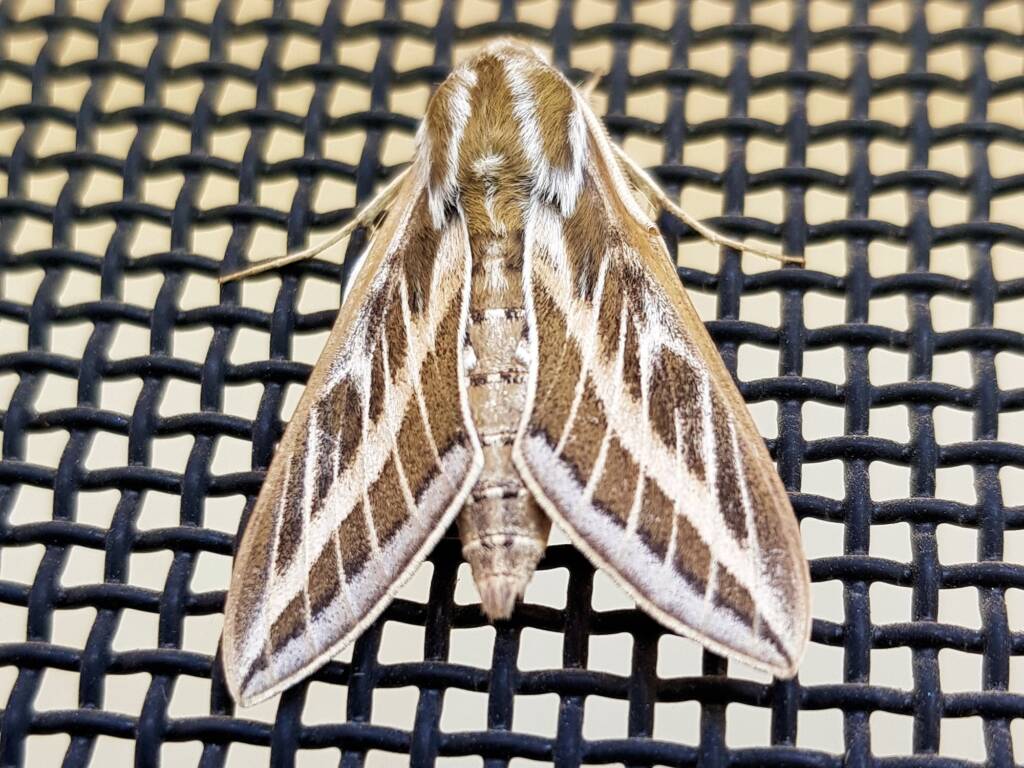 Australian Striped Hawk Moth (Hyles livornicoides), Alice Springs NT