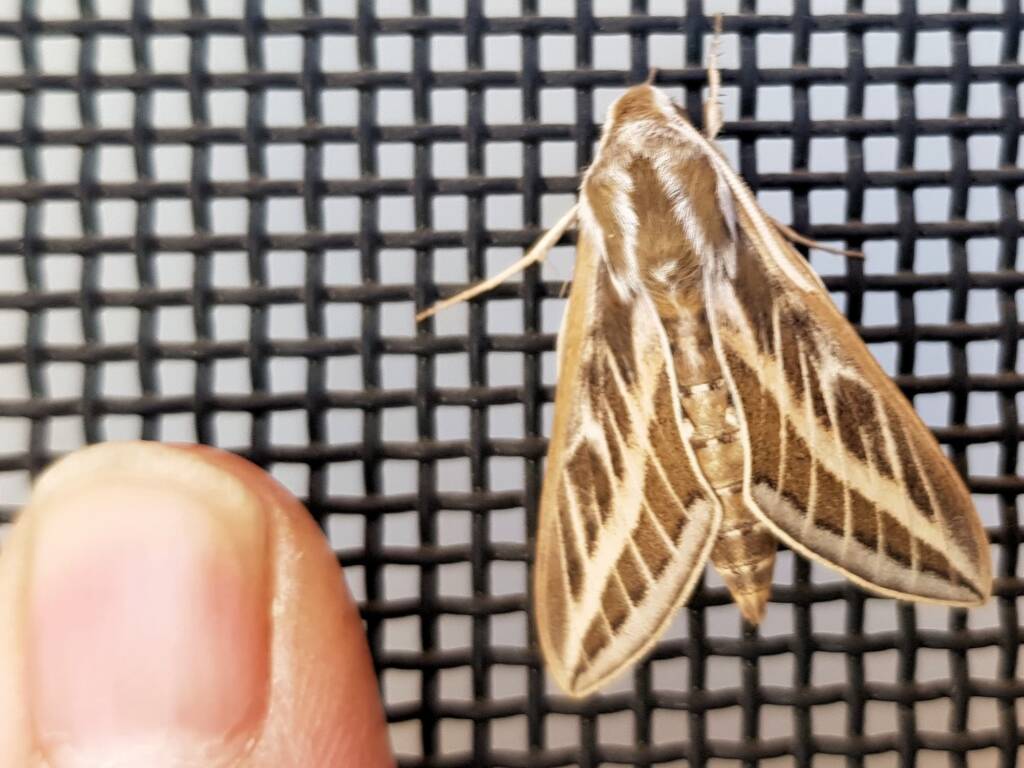 Australian Striped Hawk Moth (Hyles livornicoides), Alice Springs NT