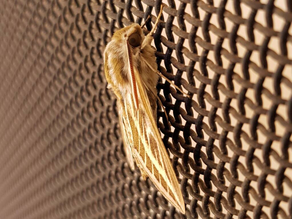 Australian Striped Hawk Moth (Hyles livornicoides), Alice Springs NT