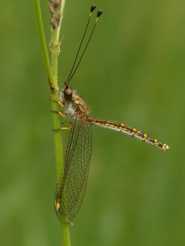Yellow Owlfly (Suhpalacsa flavipes), Gold Coast QLD © Stefan Jones