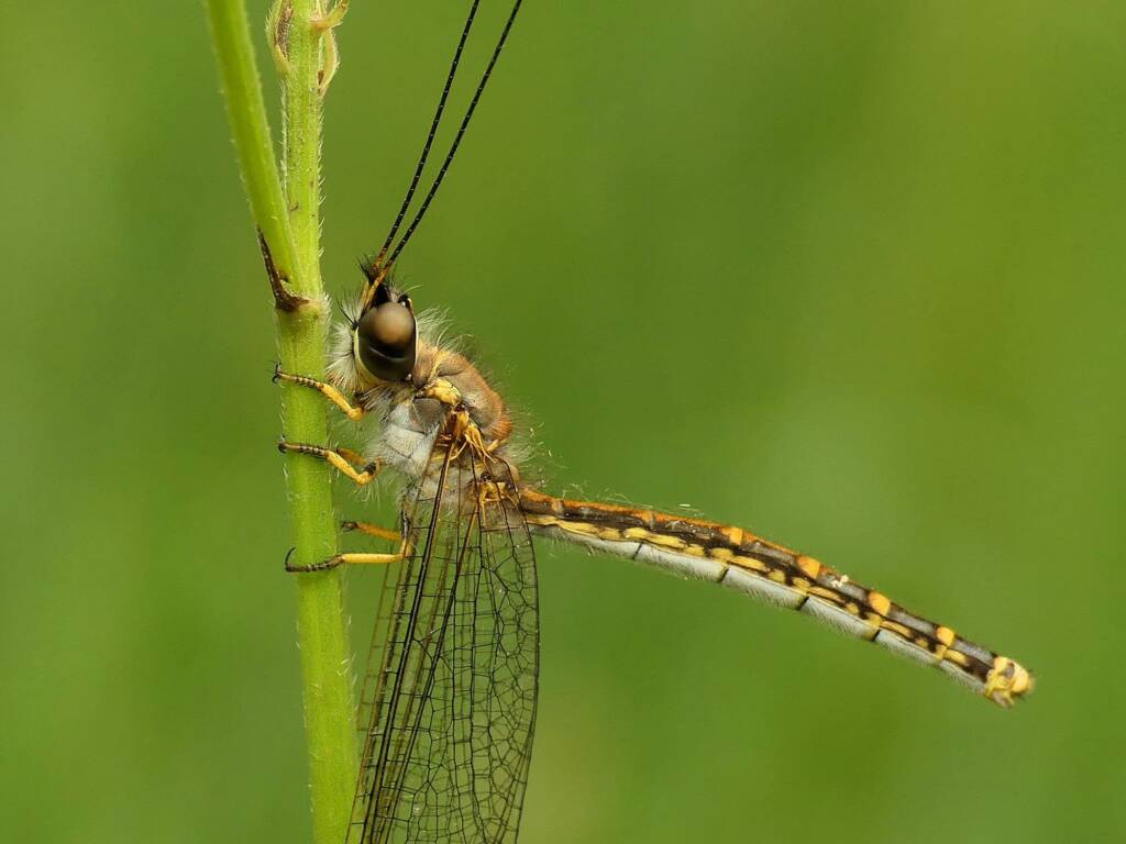 Yellow Owlfly (Suhpalacsa flavipes), Gold Coast QLD © Stefan Jones