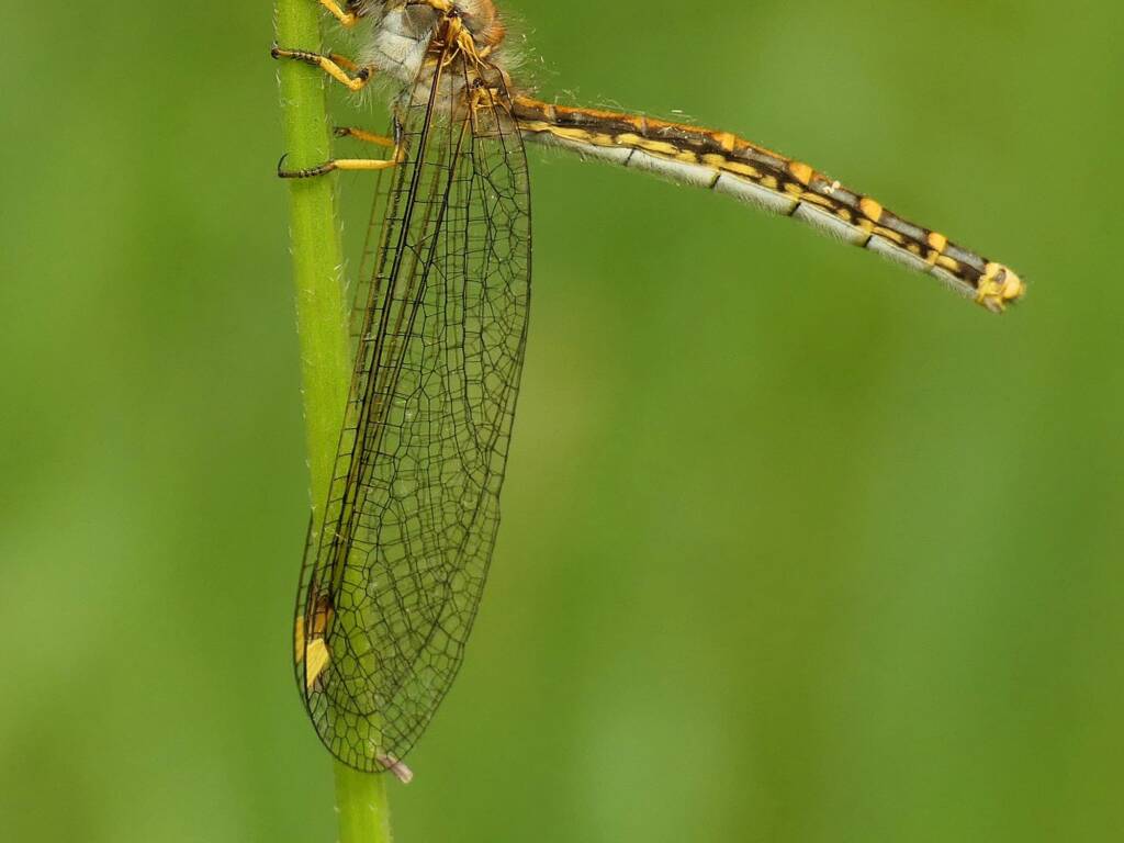 Yellow Owlfly (Suhpalacsa flavipes), Gold Coast QLD © Stefan Jones