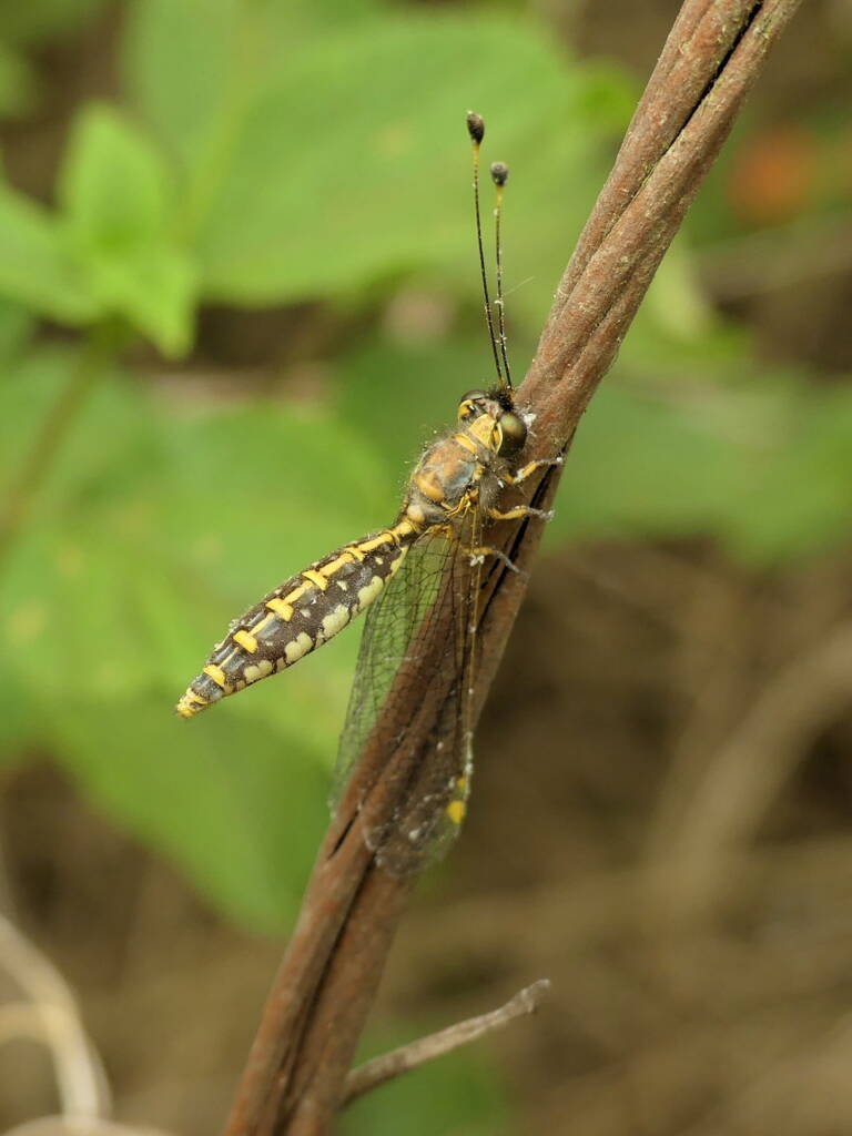 Yellow Owlfly (Suhpalacsa flavipes), Gold Coast QLD © Stefan Jones