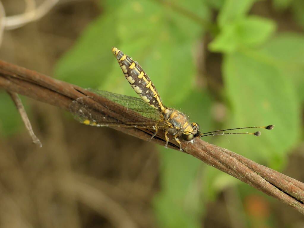 Yellow Owlfly (Suhpalacsa flavipes), Gold Coast QLD © Stefan Jones