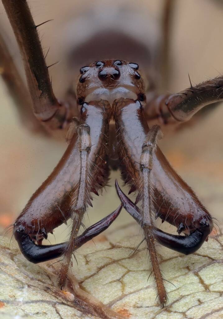 Shining Long-jawed Spider (Tetragnatha nitens), Woy Woy Bay NSW © Michael Doe