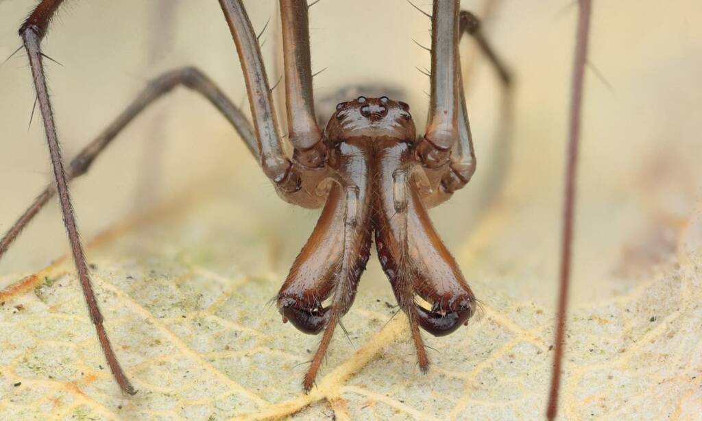 Shining Long-jawed Spider (Tetragnatha nitens), Woy Woy Bay NSW © Michael Doe