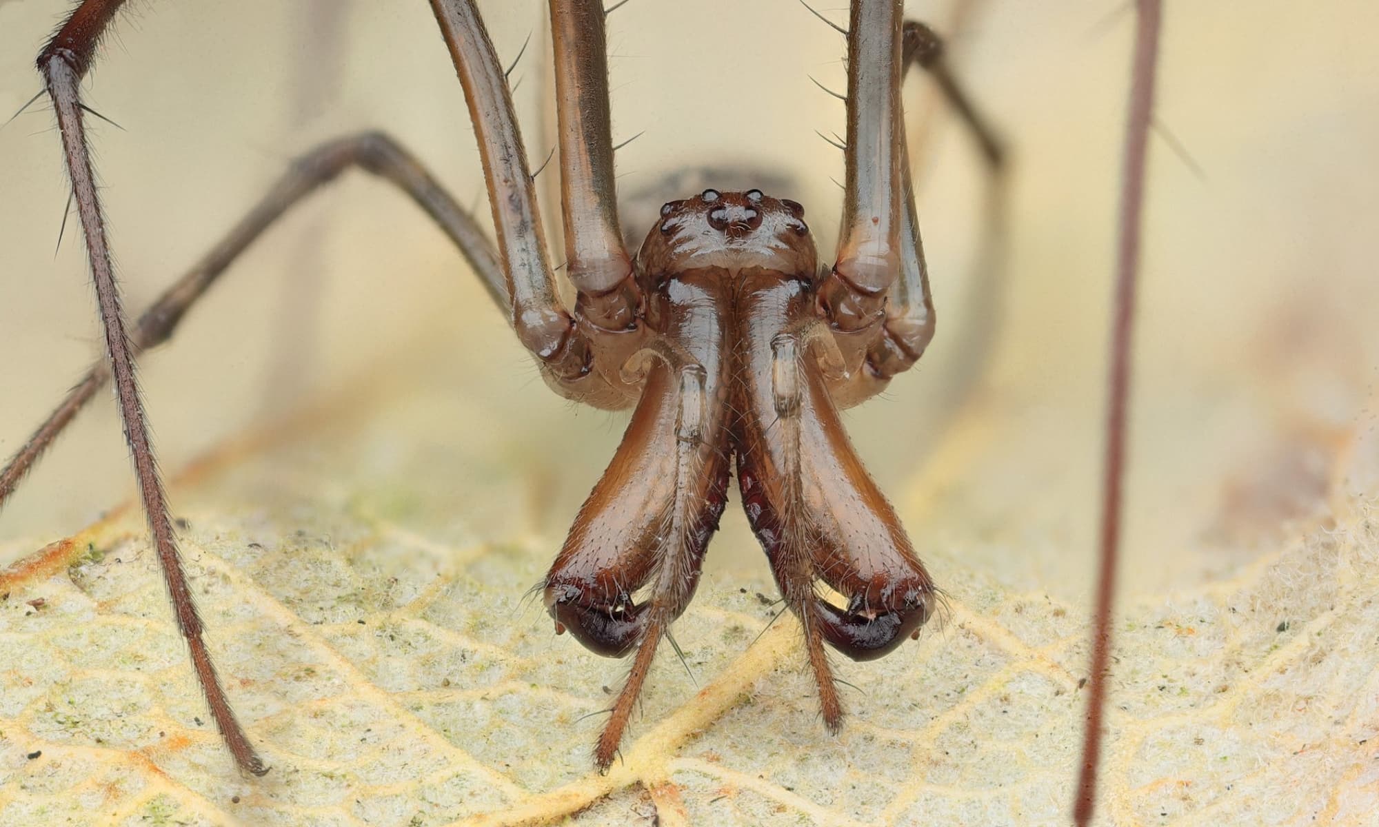 Shining Long-jawed Spider (Tetragnatha nitens), Woy Woy Bay NSW © Michael Doe