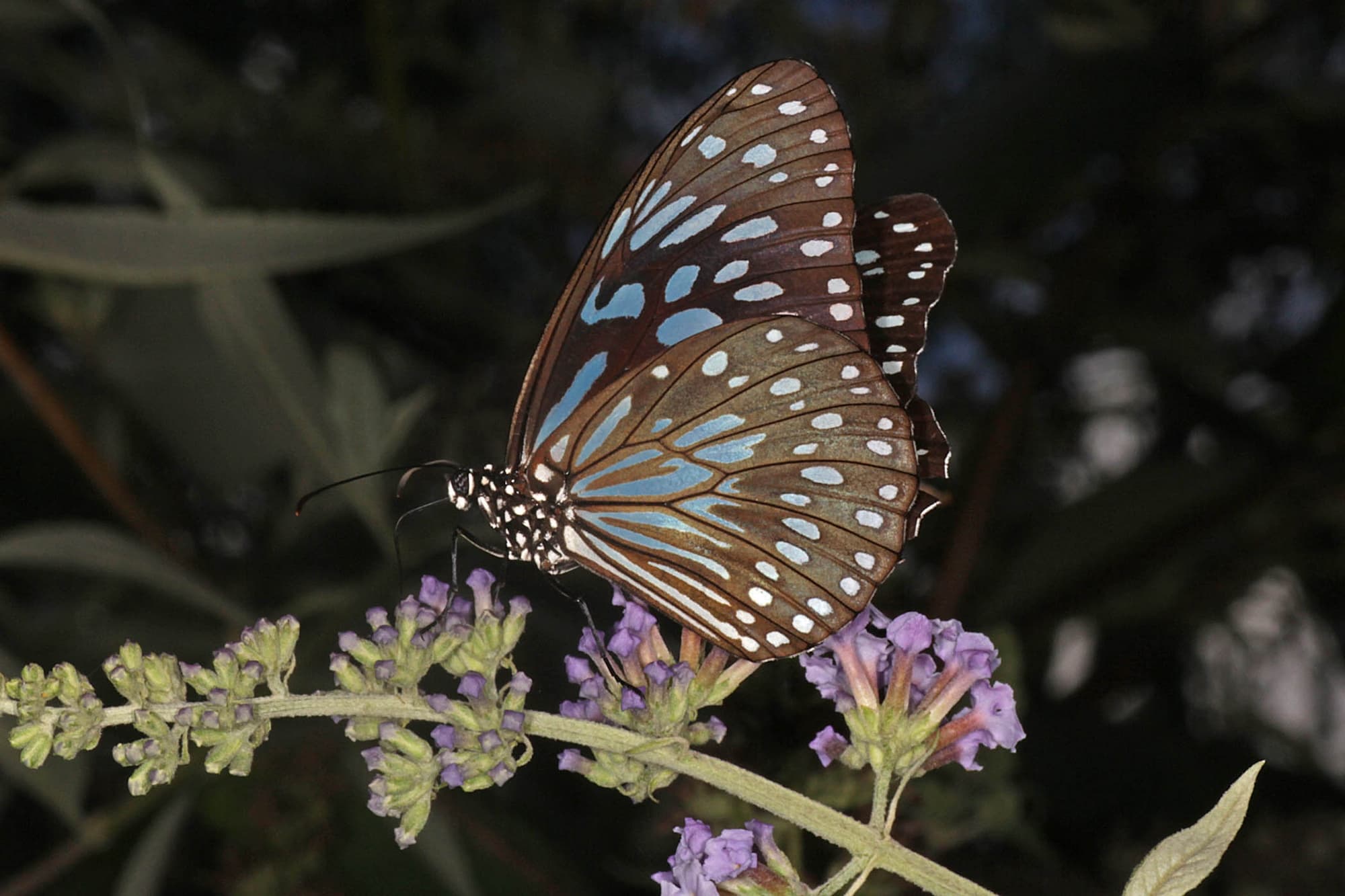 Blue Tiger (Tirumala hamata), Ballandean QLD © Marc Newman