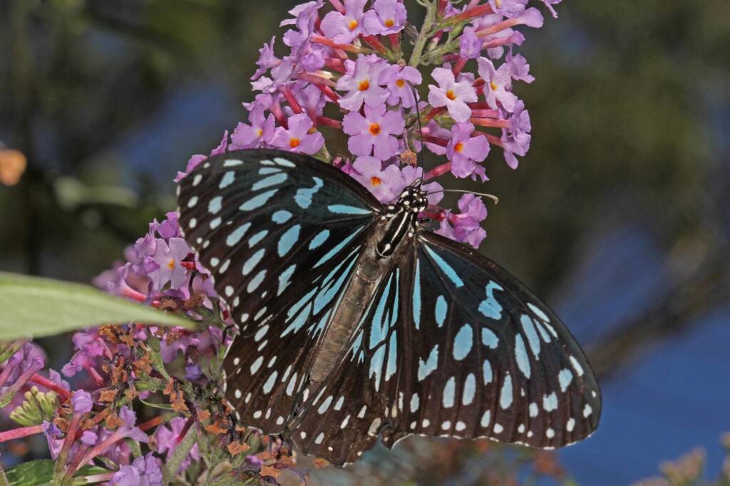 Blue Tiger (Tirumala hamata), Ballandean QLD © Marc Newman