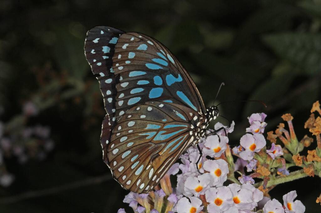 Blue Tiger (Tirumala hamata), Ballandean QLD © Marc Newman