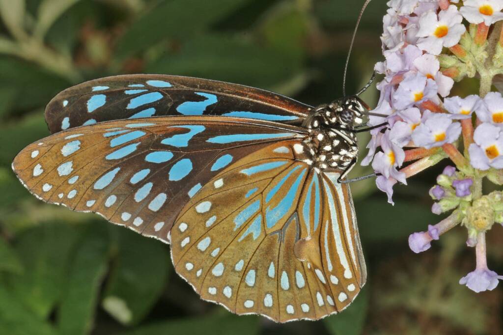 Blue Tiger (Tirumala hamata), Ballandean QLD © Marc Newman