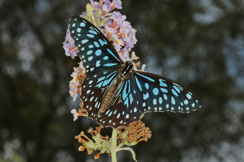 Blue Tiger (Tirumala hamata), Ballandean QLD © Marc Newman