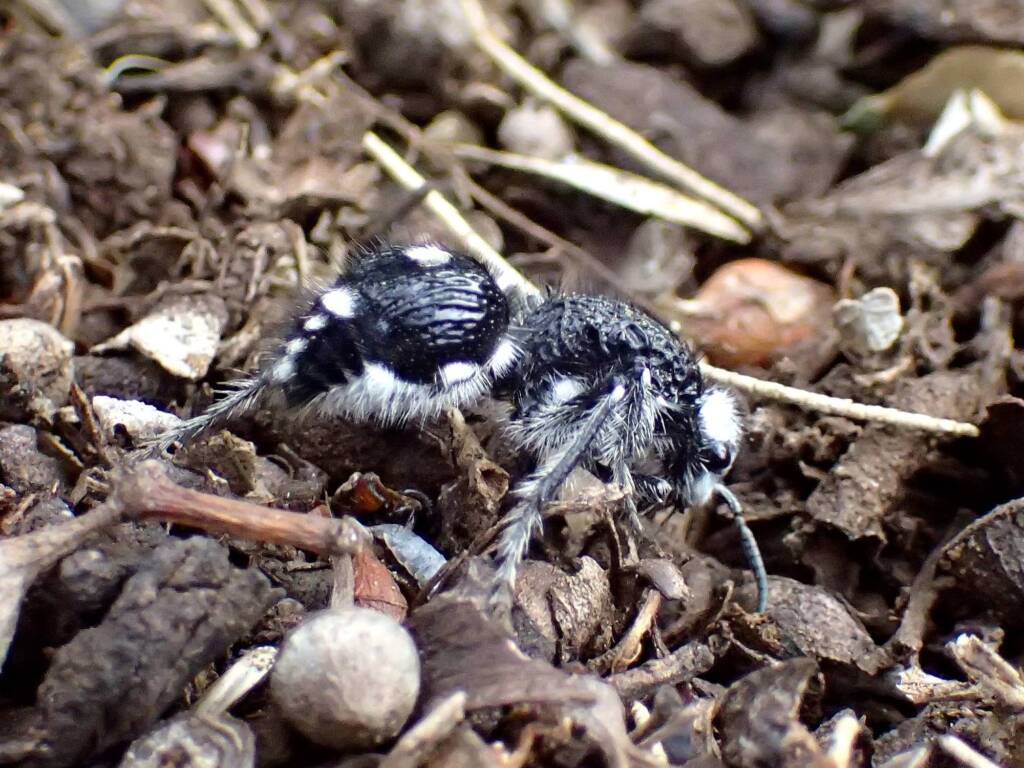 Velvet Ant (tribe (Dasymutillini) - about 20 mm long, Midwest WA © Gary Taylor
