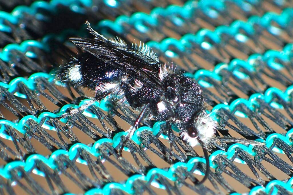 Velvet Ant (tribe (Dasymutillini) - about 20 mm long, Midwest WA © Gary Taylor