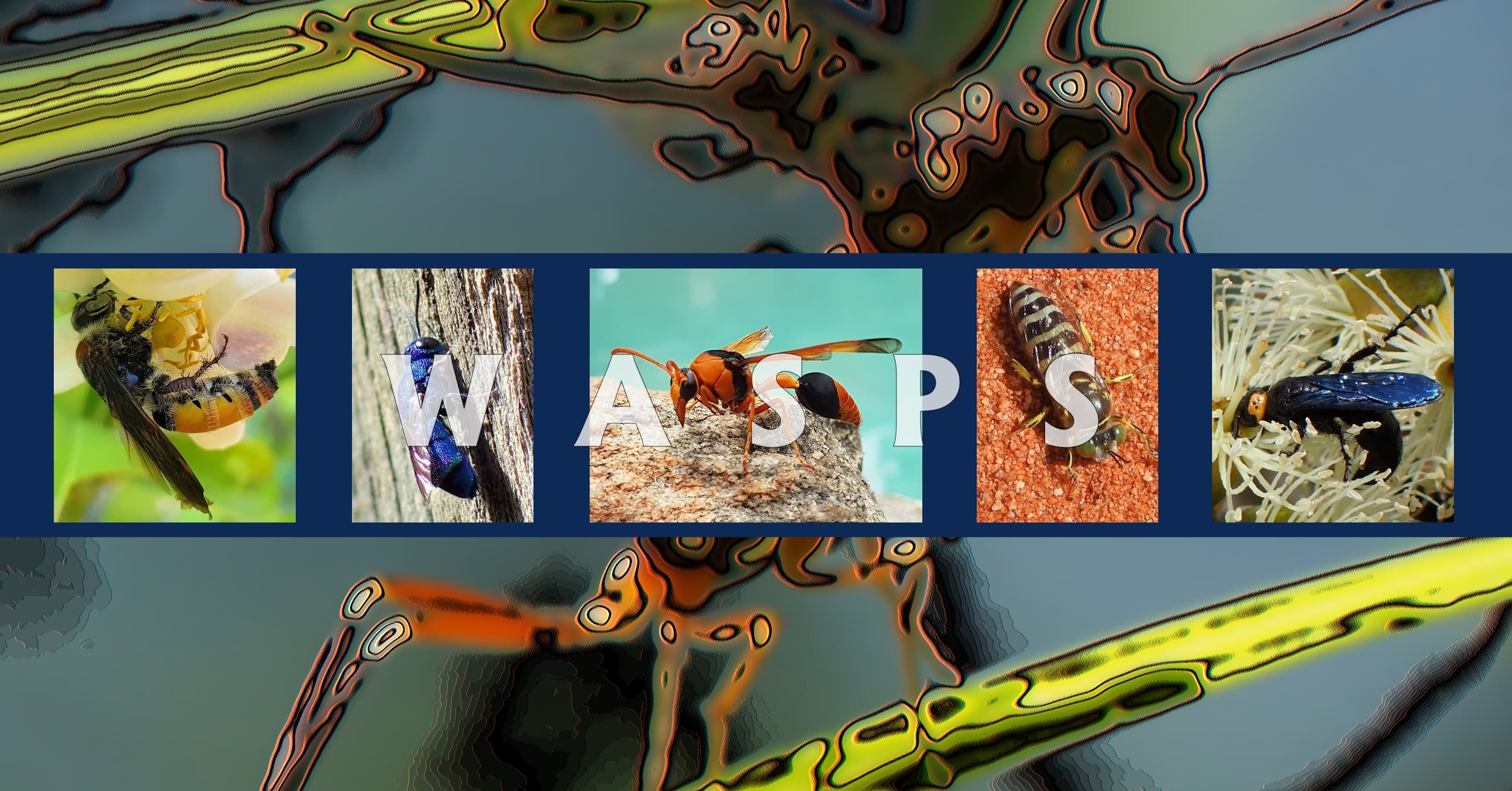 Wasps - Australia - Ausemade filmstrip
